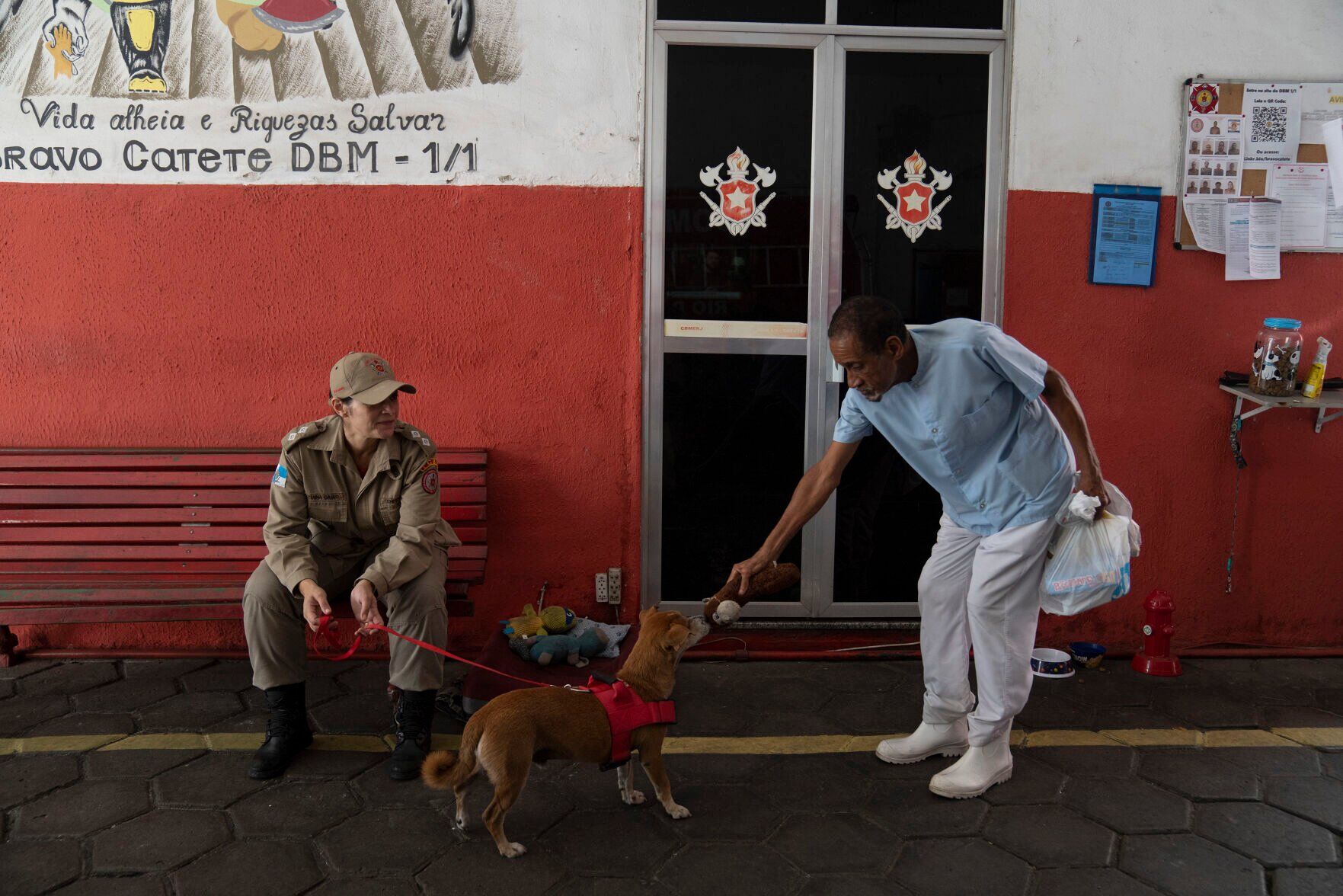 Brazil Rescue Dogs